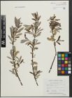 Foto von Salix argyrocarpa Andersson